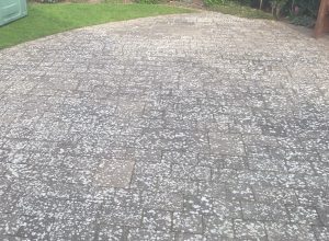 White Lichen infested block paved patio